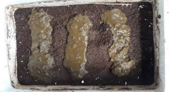 Cho thức ăn vào luống thành vệt dài thức ăn được bón lên bề mặt luống 11