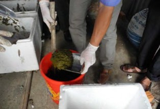 Hình 4 1 23 Múc thức ăn từ xô ra Hình 4 1 24 Cho trùn ăn Mục đích của việc 16