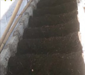 Hình 4 1 27 Mô sinh khối Hình 4 1 28 Cho trùn ăn Bước 3 Tưới ẩm và che phủ sau 19