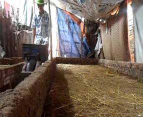 Hình 4 1 9 Múc thức ăn vào xe đẩy Hình 4 1 10 Thức ăn được đẩy vào chuồng 6 2