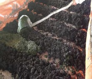 Hình 4 1 27 Mô sinh khối Hình 4 1 28 Cho trùn ăn Bước 3 Tưới ẩm và che phủ sau 20