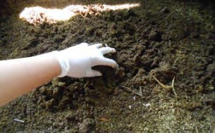 Hình 4 1 15 Xới đảo bằng tay Hình 4 1 16 Xới đảo bằng chỉa Bước 5 Kiểm tra 8