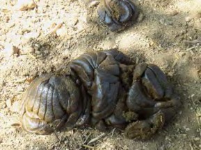 Hình 1 4 1 Phân bò tươi Hình 1 4 2 Phân bò khô 1 1 2 Phân lợn Phân lợn được 1