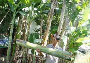 Hình 1 4 10 Thân cây chuối Tuy nhiên việc sử dụng thân cây chuối sau thu hoạch 10