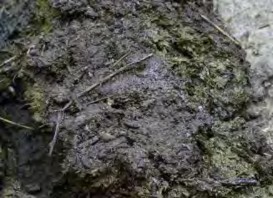 Hình 1 4 1 Phân bò tươi Hình 1 4 2 Phân bò khô 1 1 2 Phân lợn Phân lợn được 3