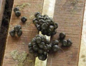 1 1 3 Phân dê Đặc điểm của phân dê là dạng viên nhỏ khô nên dễ thu gom ít 4