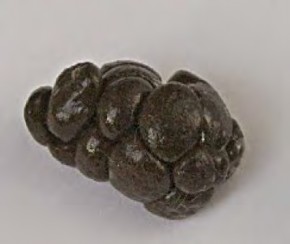 Hình 1 4 5 Dạng phân mềm của thỏ Hình 1 4 6 Dạng phân cứng của thỏ Bảng 1 4 5 6