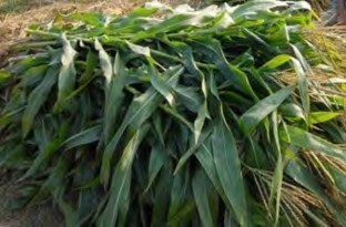 1 4 2 Thân cây ngô cây chuối a Thân cây ngô thân lá Thân cây ngô chứa 30 40 chất 9