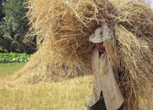 Tùy theo điều kiện qui mô số lượng thức ăn mà lựa chọn phương tiện vận 11