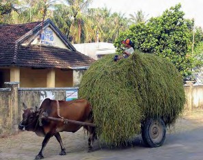 Hình 1 4 19 Vác rơm rạ ▪ Vận chuyển bằng sức kéo của vật nuôi Hình 1 4 20 12