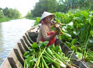 Hình 1 4 22 Vận chuyển bằng xe 3 bánh Hình 1 4 23 Vận chuyển bằng xe tải ▪ Vận 16