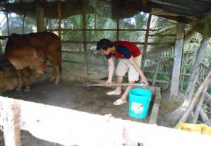 Công việc thu gom phân gia súc gia cầm và chất thải nông nghiệp là công việc 19