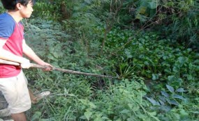 Hình 1 4 30 Thu gom lục bình Thu gom thân cây thanh long Hình 1 4 31 Thu gom thân lá cây 22