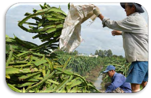 Hình 1 4 31 Thu gom cây thanh long Hình 1 4 32 Thu gom thân lá cây ngô Hình 1 4 33 Thu gom 24