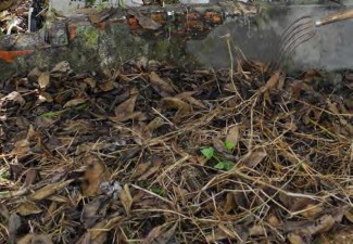 Các bước tiến hành xử lý Bước 1 Trải tàn dư thực vật vừa mới thu gom lên 13