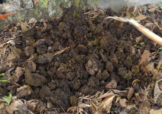 Hình 1 4 47 Trải tàn dư thực vật Bước 2 Trải phân lên Hình 1 4 48 Hình 1 4 48 14