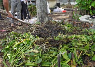 Hình 1 4 51 Rải phân lên lục bình Hình 1 4 52 Tưới nước Lưu ý nếu không thực 17