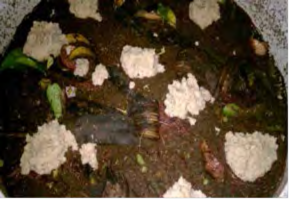 Hình 1 4 63 Cho bã khoai mì lên trên bề mặt trùn Hình 1 4 64 Cho bã khoai mì lên 11