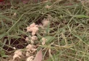 Hình 1 4 63 Cho bã khoai mì lên trên bề mặt trùn Hình 1 4 64 Cho bã khoai mì lên 12