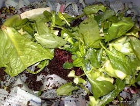 thừa rau củ để nuôi trùn quế còn rác thải vô cơ xương động vật vỏ xò 13