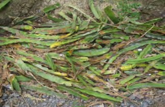 Các loại phụ phẩm nông nghiệp sau khi thu gom về cần được xử lý sơ bộ 3