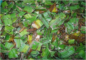 Sau đó cắt ngắn khoảng 2 3 cm cho vào đống ủ xen kẽ với phân gia súc gia cầm 4