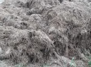 3 4 2 Rơm rạ Rơm rạ thu về cắt ngắn khoảng 5 10 cm đối với rơm rạ chưa mục 5