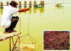 1 1 Làm thức ăn cho con người và vật nuôi Trùn quế nhất là trùn tươi là loại 1