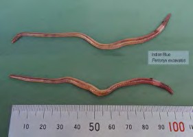 Hình 1 1 11 Kích thước trùn trung bình Hình 1 1 12 Kích thước trùn lớn 2 2 Cấu 12