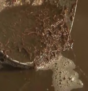 Hình 1 1 2 Băm trùn cho gà ăn Hình 1 1 3 Nấu trùn cho lợn ăn Ngoài ra trùn quế còn 3