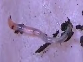 Hình 1 1 8 Trùn con có màu trắng hơi hồng Kích thước trùn nhỏ dài khoảng 3 cm 8