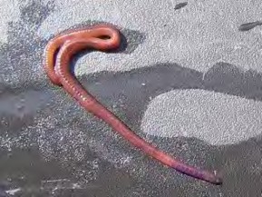 Hình 1 1 8 Trùn con có màu trắng hơi hồng Kích thước trùn nhỏ dài khoảng 3 cm 9