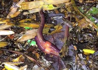 Hình 1 1 16 Trùn đang giao phối Hình 1 1 17 Kén trùn Thời gian nở của mỗi kén 2