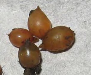 Hình 1 1 17 Kén trùn Thời gian nở của mỗi kén hoàn toàn khác nhau thời gian này 3