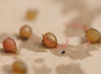 Hình 1 1 18 Trùn con chui ra khỏi kén Khi mới nở trùn con nhỏ như đầu kim có màu 4