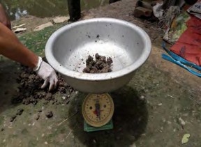 Hình 1 2 11 Cân đất Bước 3 Tiến hành đo độ pH Cho 100g đất mẫu đã được 12