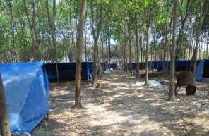 Hình 1 2 29 Trại trùn quế được đặt dưới tán cây cao su Ngoài ra phải đảm 6