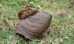 Chất nền có thể được làm từ các vật liệu khác nhau nhưng phải đảm bảo 1