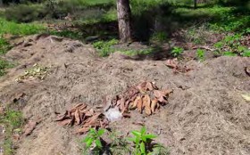 Hình 1 3 2 Cỏ khô Hình 1 3 3 Rơm khô Hình 1 3 4 Dây khoai lang Hình 1 3 5 Cây lạc Xơ 2