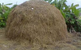 Hình 1 3 3 Rơm khô Hình 1 3 4 Dây khoai lang Hình 1 3 5 Cây lạc Xơ dừa Hình 1 3 6 Mùn 3