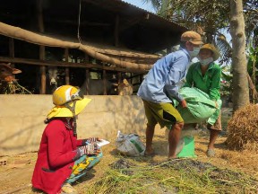 Hình 1 3 21 Cân phân bò Băm rơm ra nhỏ khoảng 5 10 cm Nếu phụ phẩm nông nghiệp 1