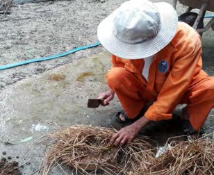 Hình 1 3 22 Băm rơm Sau khi chuẩn bị nguyên liệu xong chia nguyên liệu ra thành 4 5 2