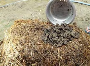 Bước 3 Rắc 2 phân lân tỉ lệ phân lân được tính trên khối lượng phân cộng 20