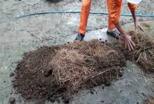 Hình 1 3 24 Rải rơm rạ Hình 1 3 25 Rắc vôi Hình 1 3 26 Tưới nước Lưu ý Nếu 4