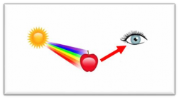 Vẽ đường đi của tia sáng từ vật đến mắt và chú thích màu sắc tia sáng 18