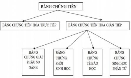 Bằng Chứng Và Cơ Chế Tiến Hóa Tiết: 32 - 34 – Bài : Các Bằng Chứng Tiến Hóa