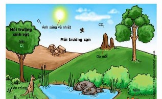 Loài cá sống trong môi trường nước chúng có thể bơi trong nước và có vảy 1
