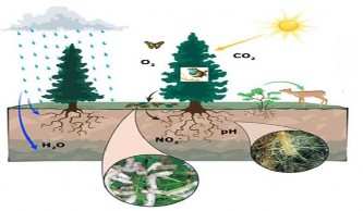 Loài cá sống trong môi trường nước chúng có thể bơi trong nước và có vảy 2