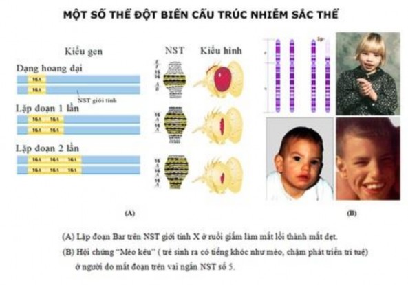 NST ở sinh vật nhân sơ và nhân thực giống và khác nhau ở điểm nào Mô tả sự 2
