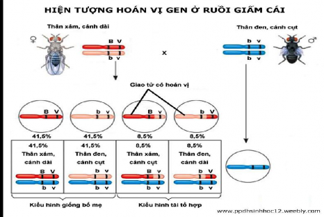 ab aB giao tử AB GV yêu cầu HS khái quát thế nào là LKG Đặc điểm của LKG Gv 1
